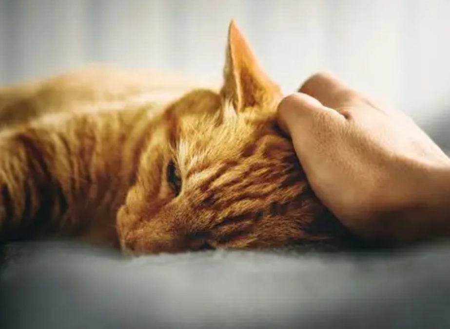 Why Do Cats Purr? Decoding the Secret Language of Your Feline Friend