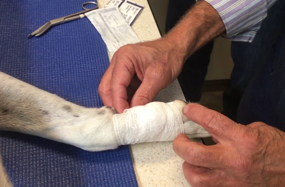 dog dew claw removal