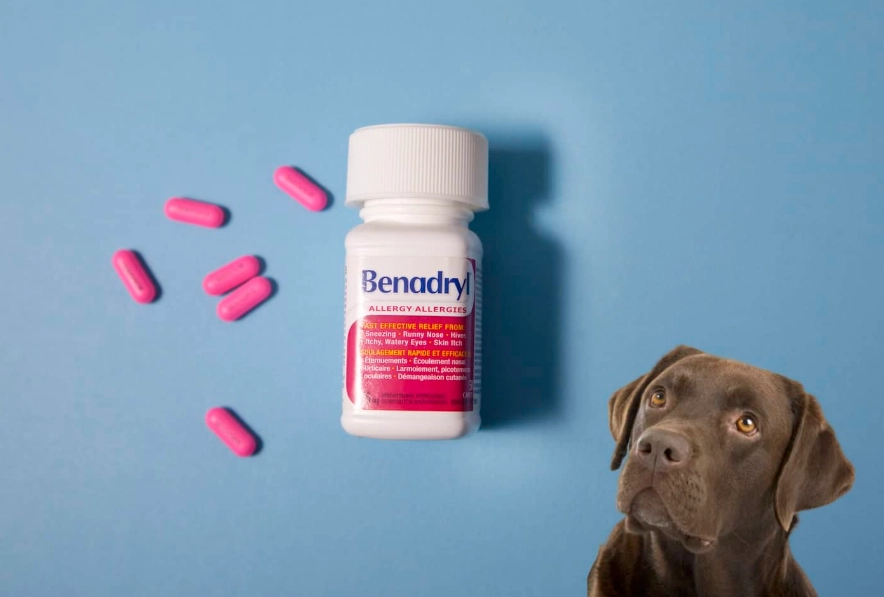 benadryl for dogs dosage by weight