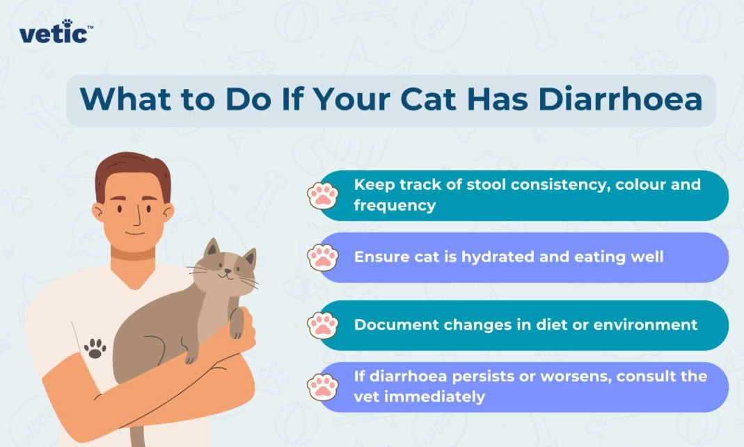 How to Treat Diarrhoea in Cats at Home & When to See a Vet