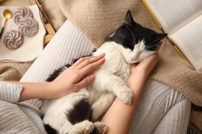 Why Do Cats Knead and Purr? Decoding Feline Behavior