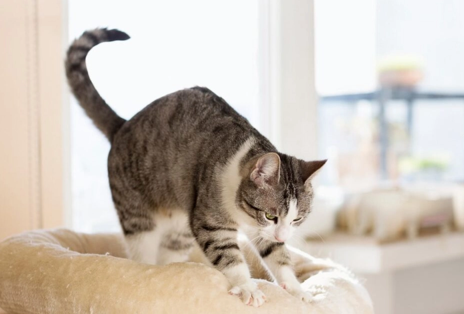 why cats knead at night