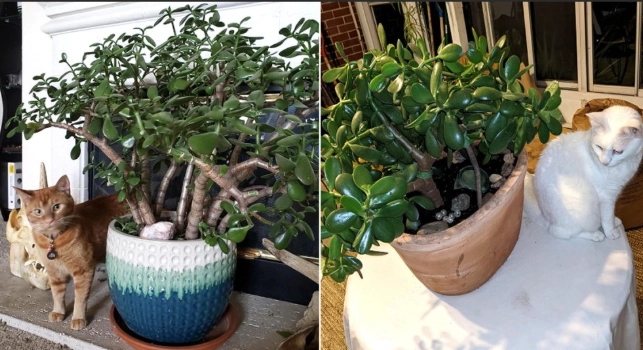 cat ate jade plant
