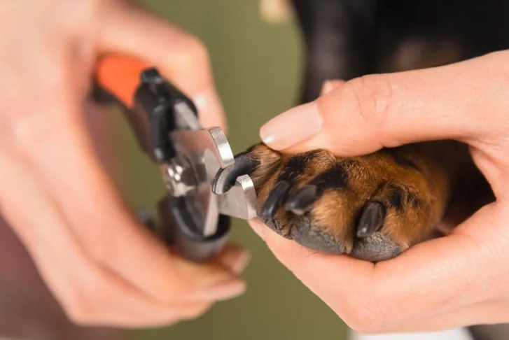how to cut dog nails