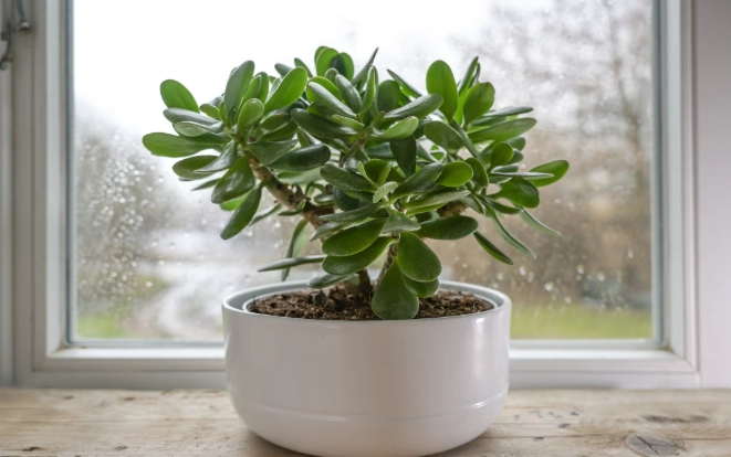 pet safe houseplants