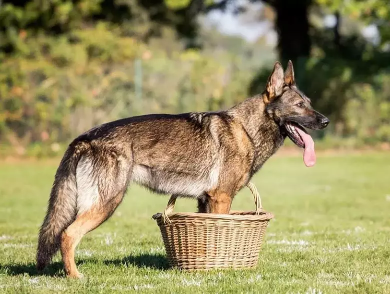 stop dog food aggression stop dog food aggression