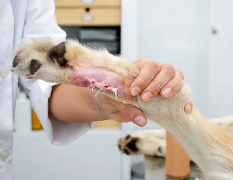 dew claw removal surgery