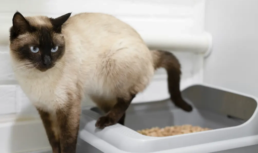 cat diarrhoea treatment cat diarrhoea treatment