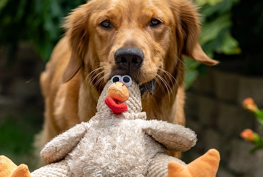 dog guarding behavior dog guarding behavior