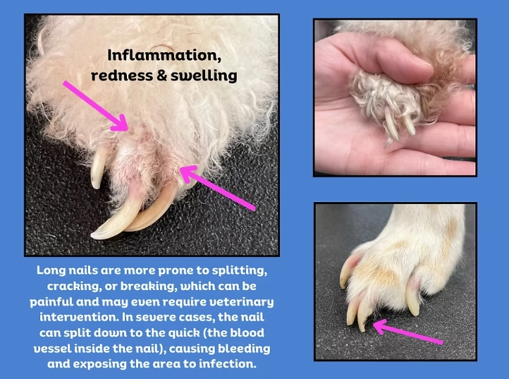 how to cut dog nails how to cut dog nails