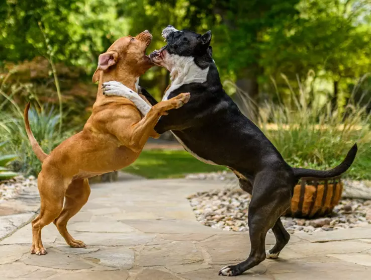 dog guarding behavior dog guarding behavior