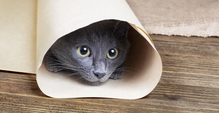 cat mental stimulation