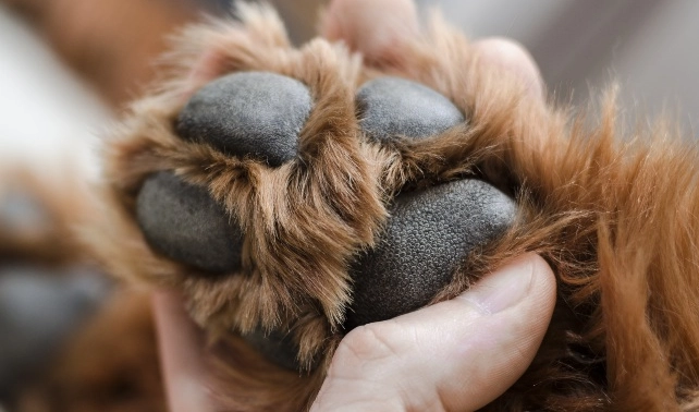 dog paw care dog paw care