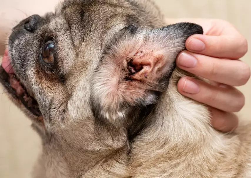 Can You Put Peroxide on Dogs? Why Vets Say No & Safe Alternatives