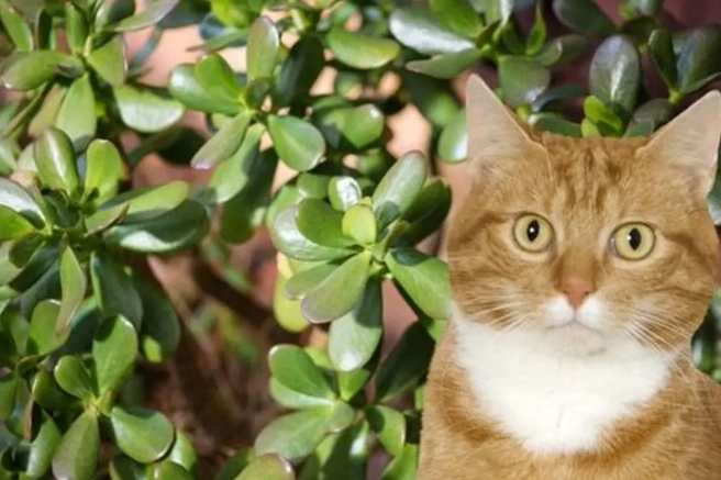 are jade plants toxic to cats