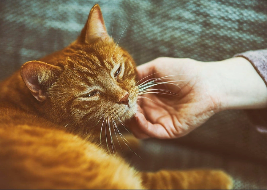 why do cats purr why do cats purr