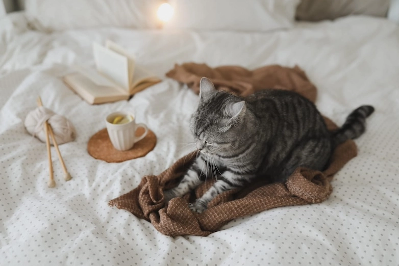 cats making biscuits cats making biscuits