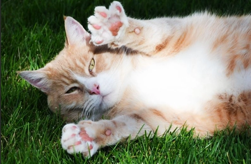 Cat Kneading Explained: Why Cats Make Biscuits & Are They Happy?