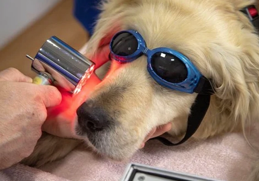 dog safe disinfectant