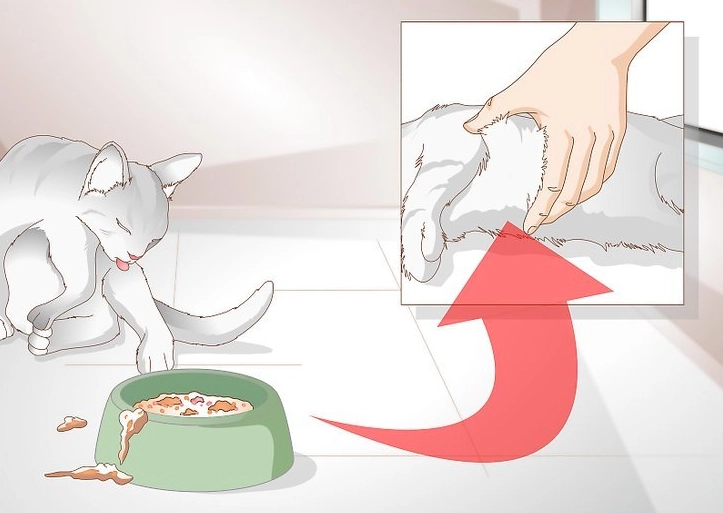 Cat Constipation: Signs, Home Remedies & Vet Care