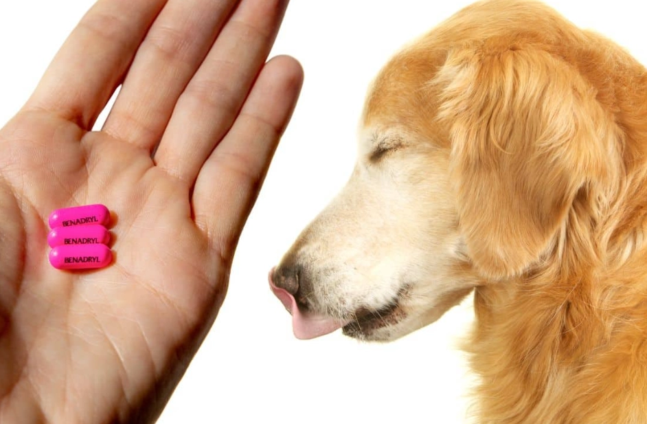 Benadryl for Dogs: Safe Dosage Chart, Uses & Vet Advice