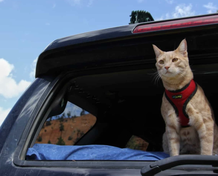 road trip with cats