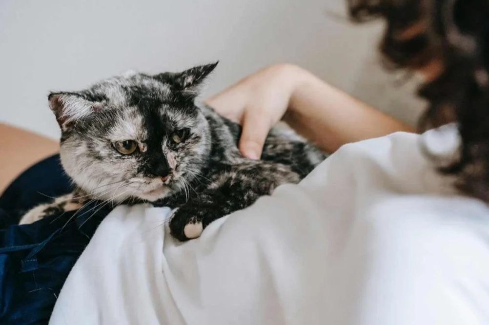 cat behavior at night