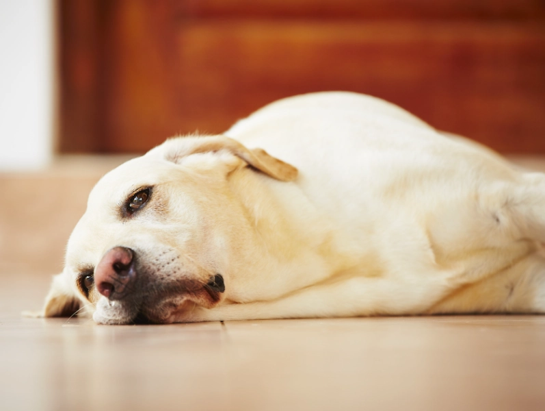 dog diarrhea treatment at home dog diarrhea treatment at home