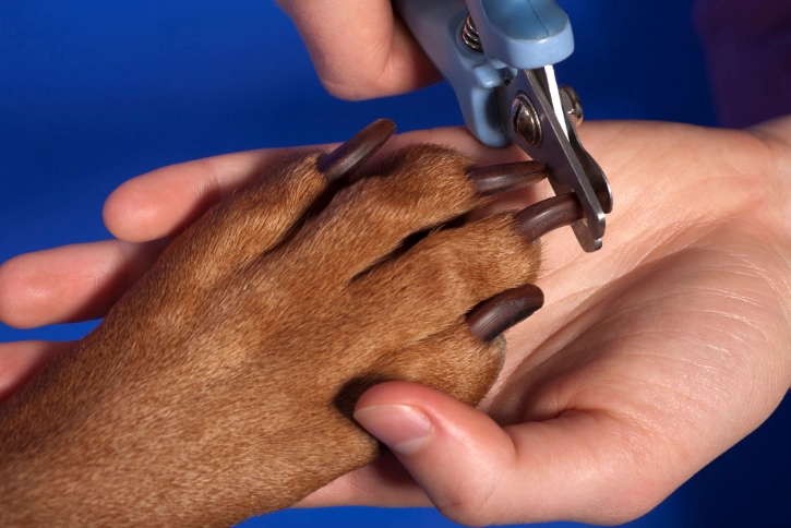 dog nail trimming dog nail trimming