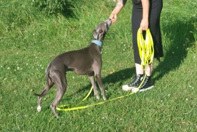 stop dog food aggression stop dog food aggression