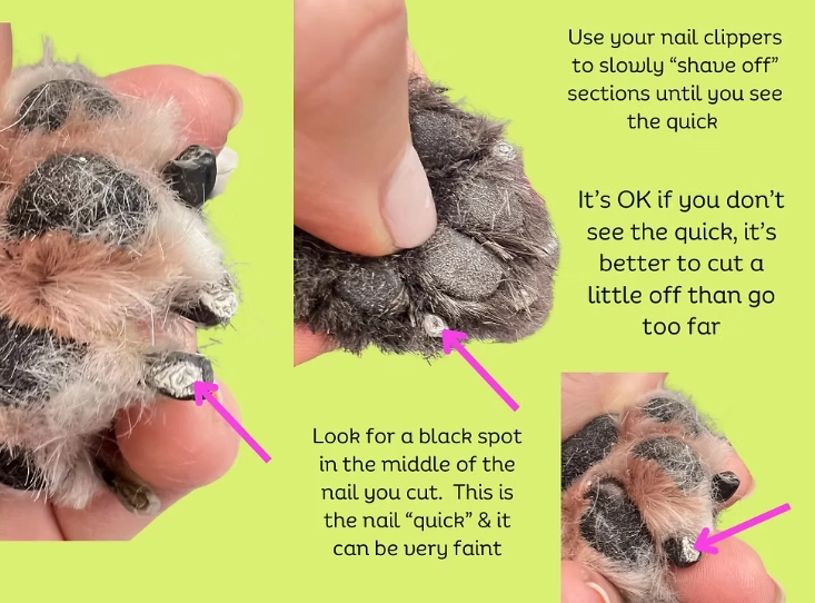Dog Nail Care: Trimming, Tools, and Tips for Healthy Paws