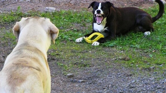 Resource Guarding Dog Training: Stop Food Aggression Step-by-Step