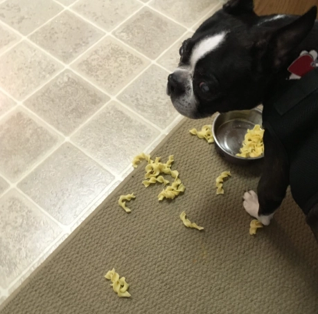 canine diarrhea remedies canine diarrhea remedies