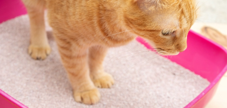 constipated cat home remedy