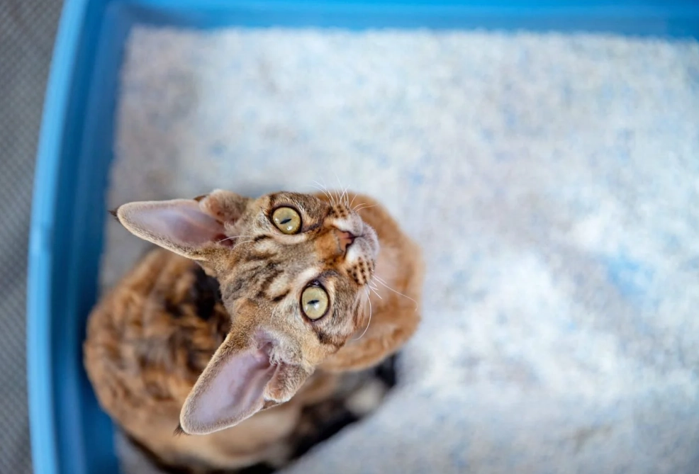 home remedies for cat diarrhoea home remedies for cat diarrhoea