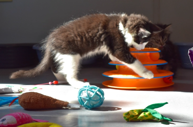 cat mental stimulation