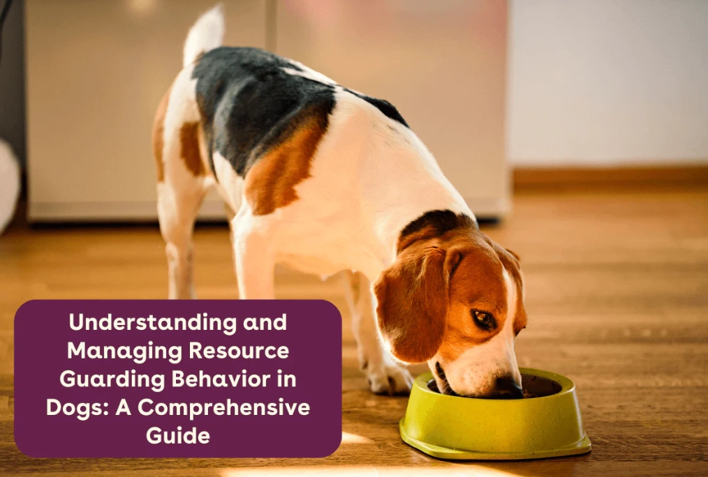 dog resource guarding dog resource guarding