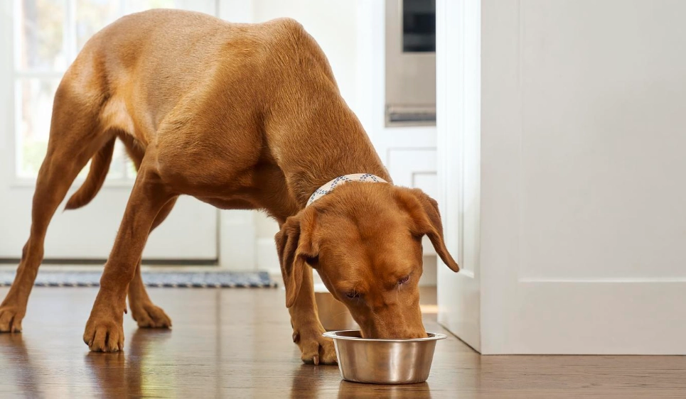 Resource Guarding in Dogs: A Practical Guide to Stop Food & Toy Aggression