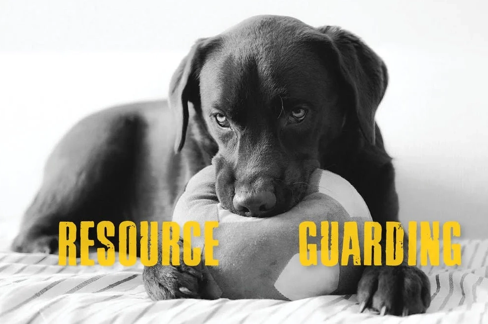 how to stop resource guarding in dogs how to stop resource guarding in dogs