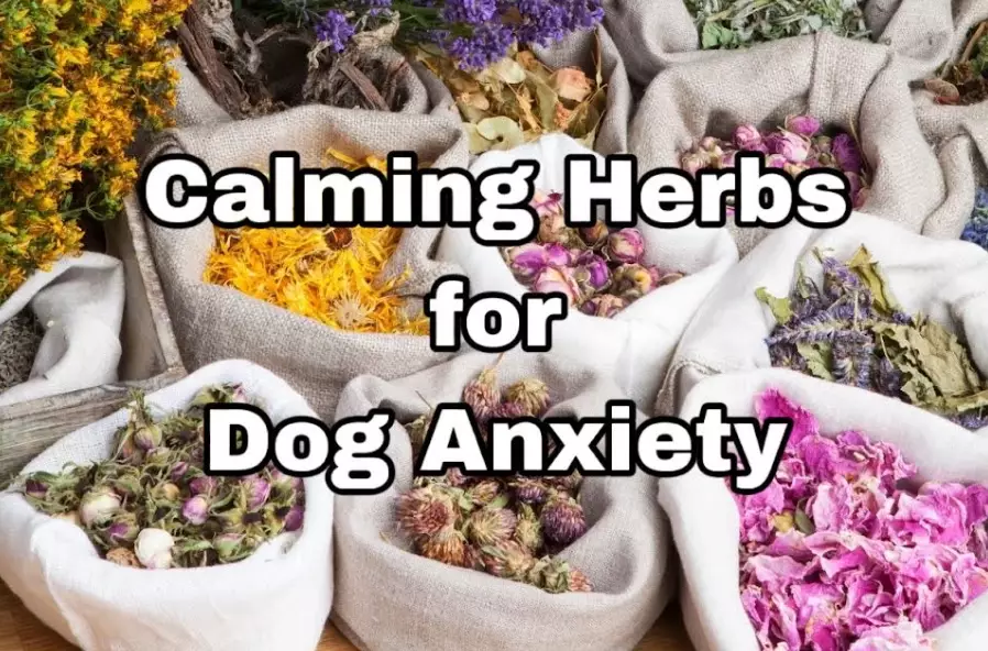 natural flea repellent for dogs