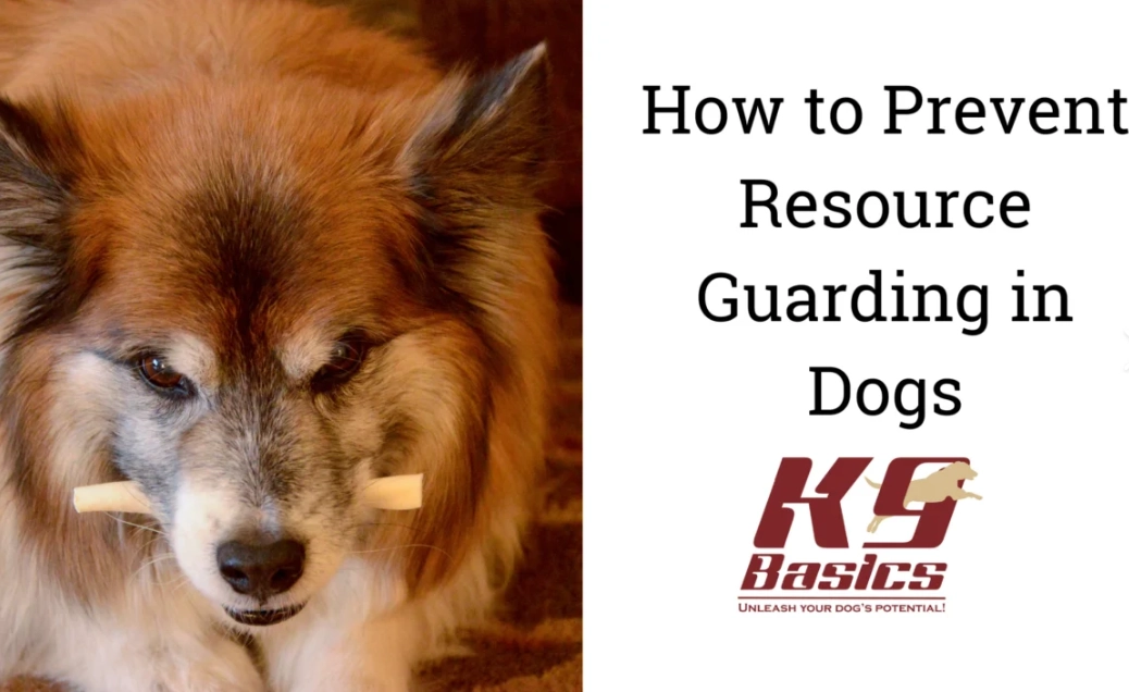 how to stop dog resource guarding