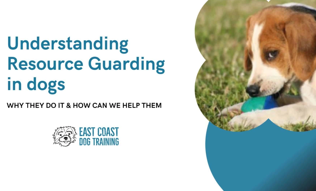 dog guarding owner dog guarding owner