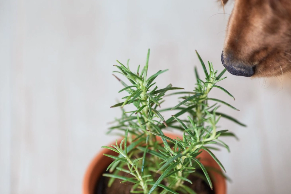 safe herbs for dogs