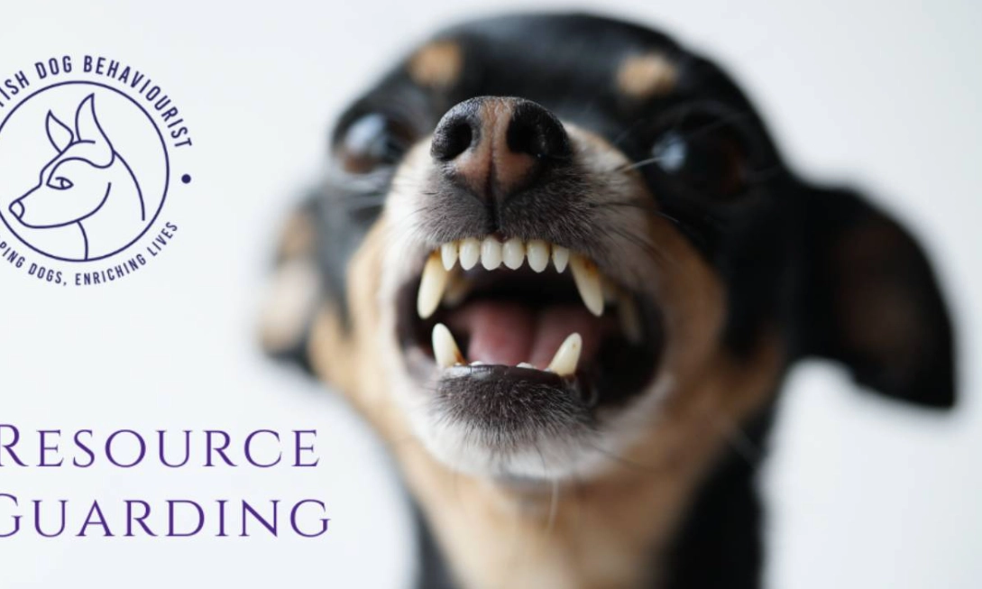 dog guarding owner dog guarding owner