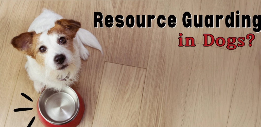 dog protective behavior