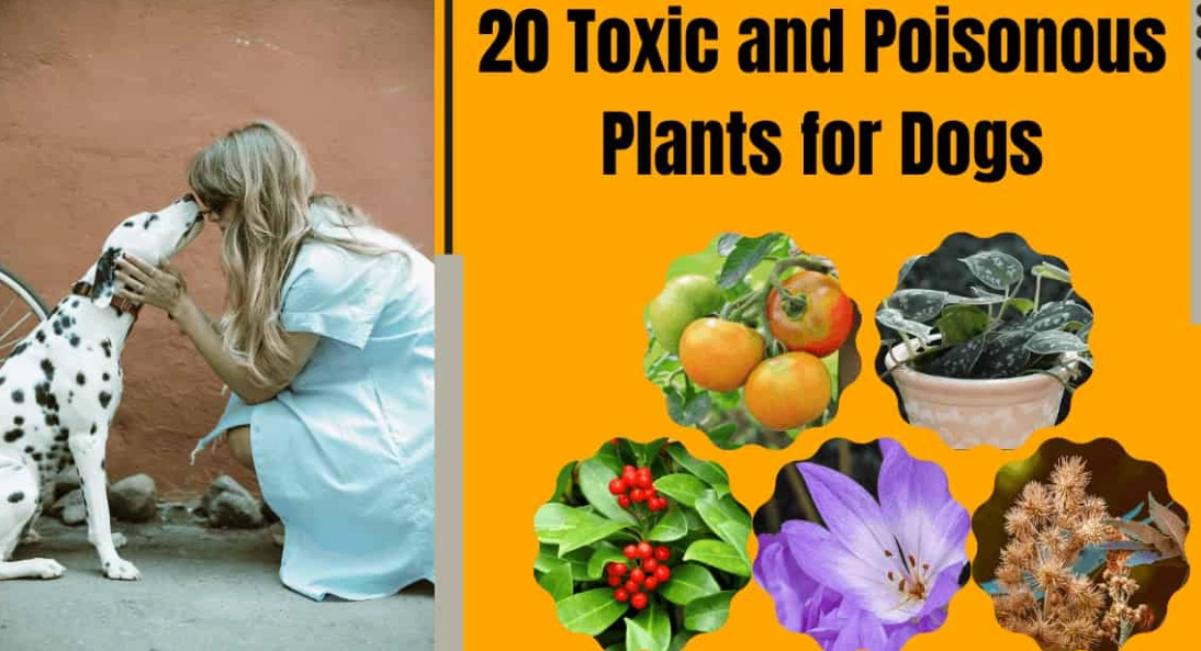 What herbs are toxic to dogs?