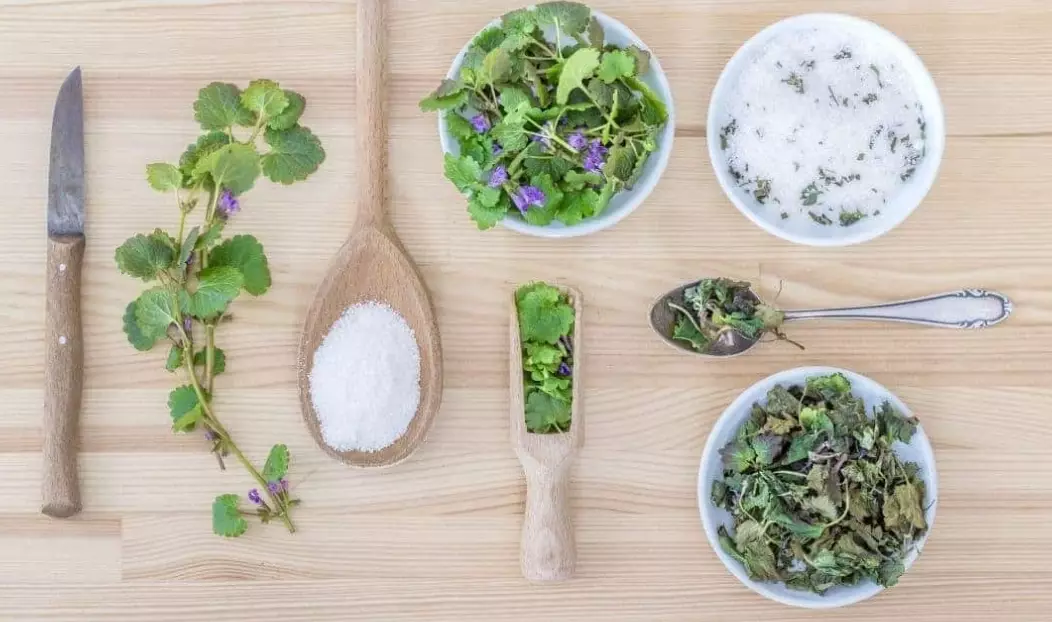 best herbs for dogs itchy skin best herbs for dogs itchy skin