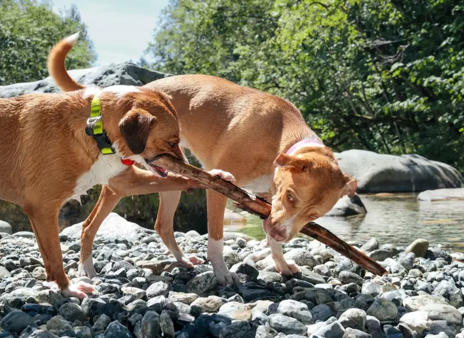 dog aggression treatment dog aggression treatment