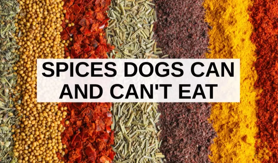 human food for dogs human food for dogs