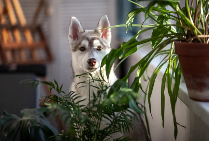 plants poisonous to dogs